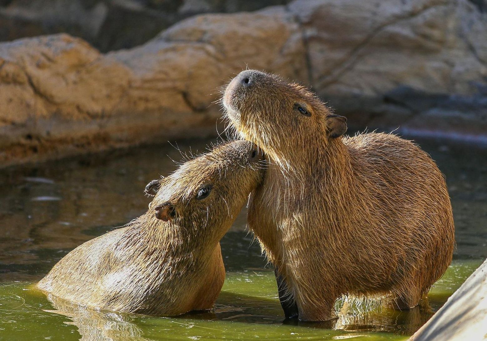 Lagos Zoo: Entry Ticket - photo 2