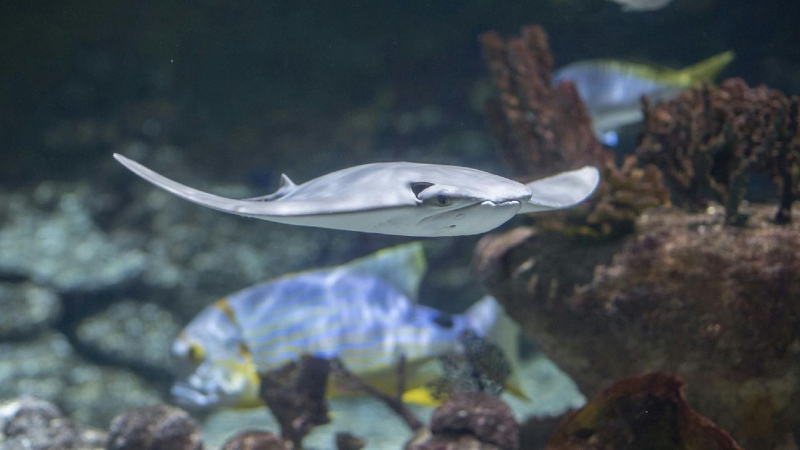 Seaquarium Le Grau-du-Roi: Entry Ticket