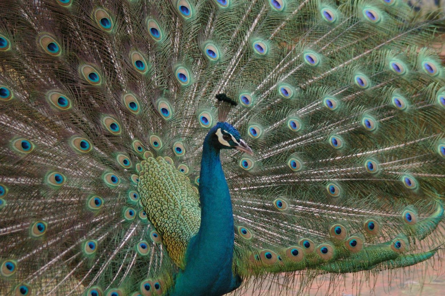 Lisbon Zoo: Fast Track Ticket - photo 2