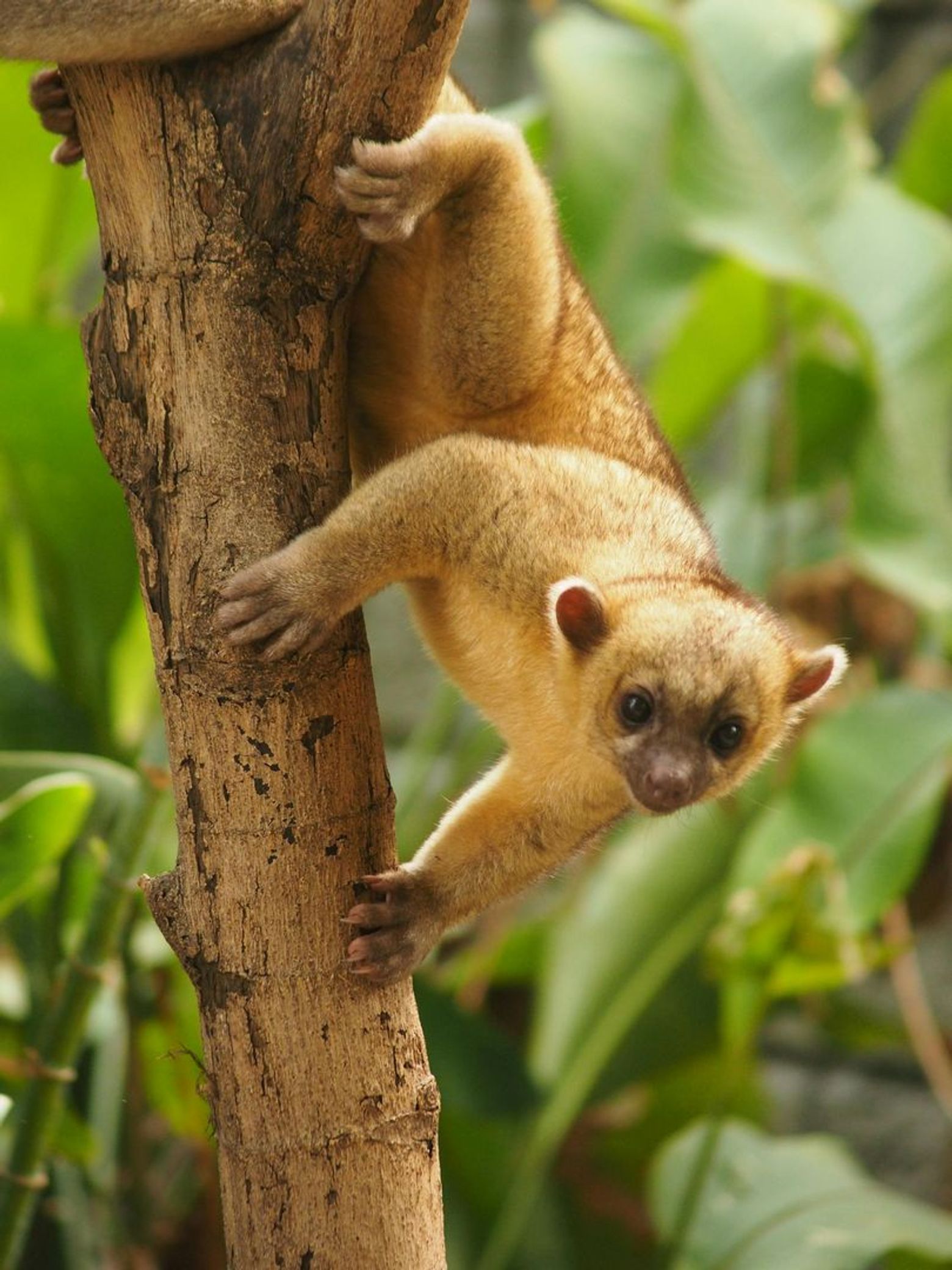 Parque de la Conservación Medellín: Skip The Line Ticket - photo 2