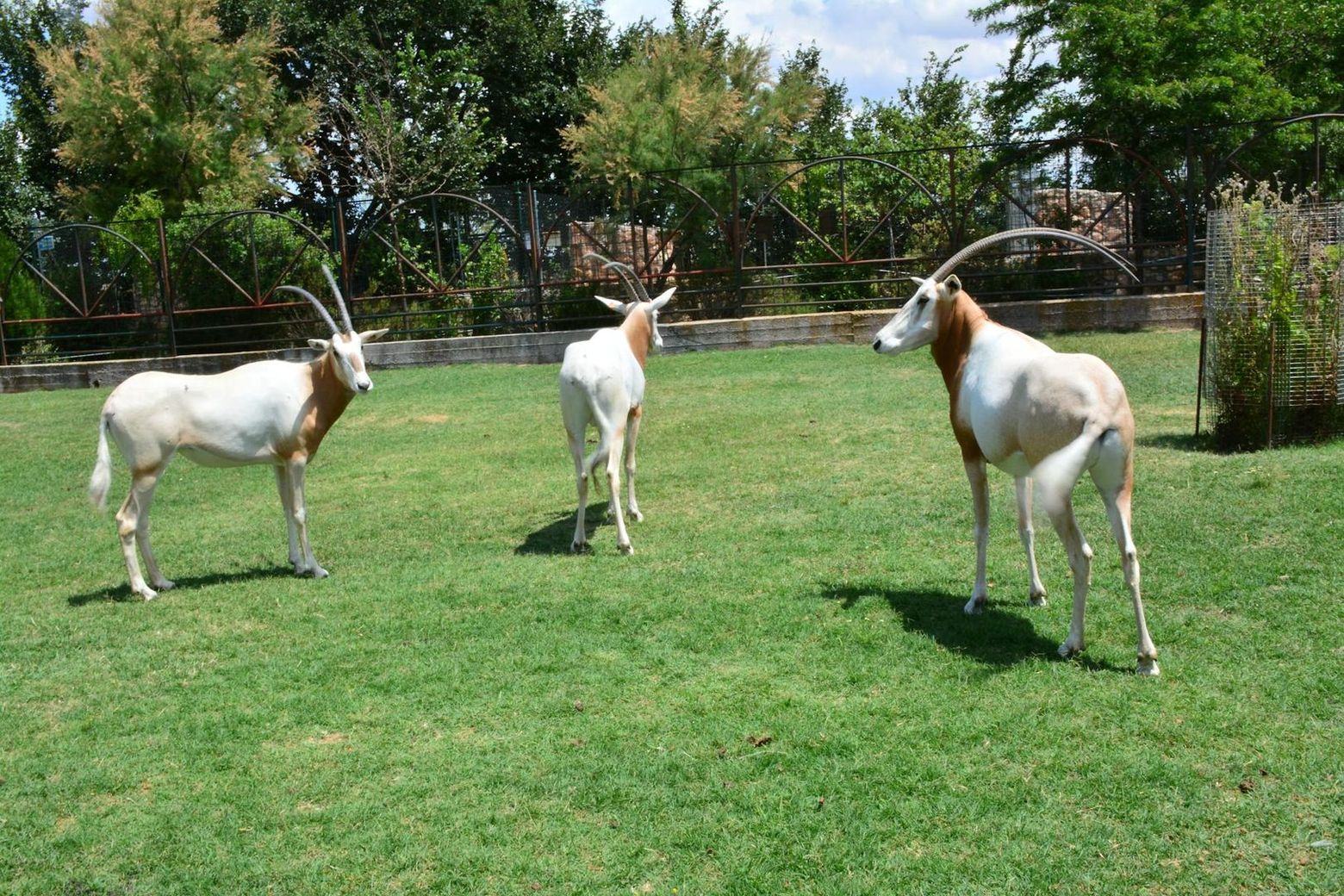 Zoo Koki: Entry Ticket - photo 2