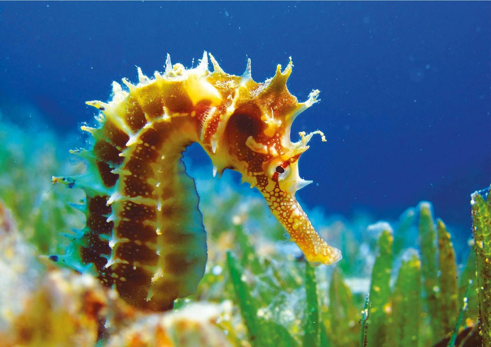 Theme Park Oltremare: Entry Ticket - photo 2