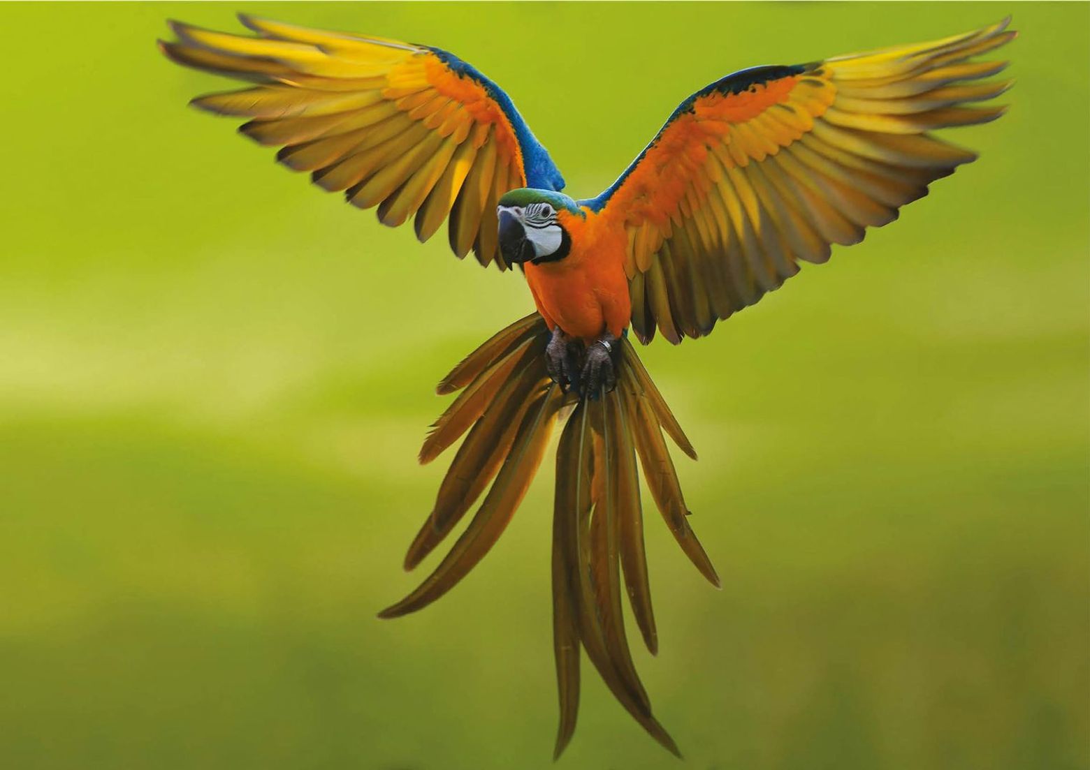 Theme Park Oltremare: Entry Ticket