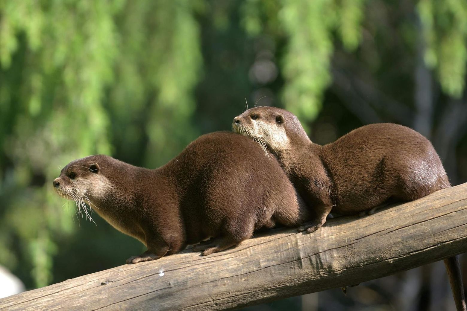 Pistoia Zoological Garden: Fast Track Ticket - photo 2