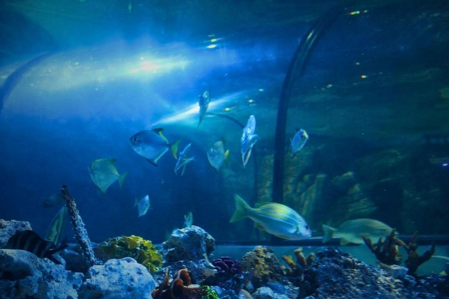 Exploris Aquarium: Entry Ticket