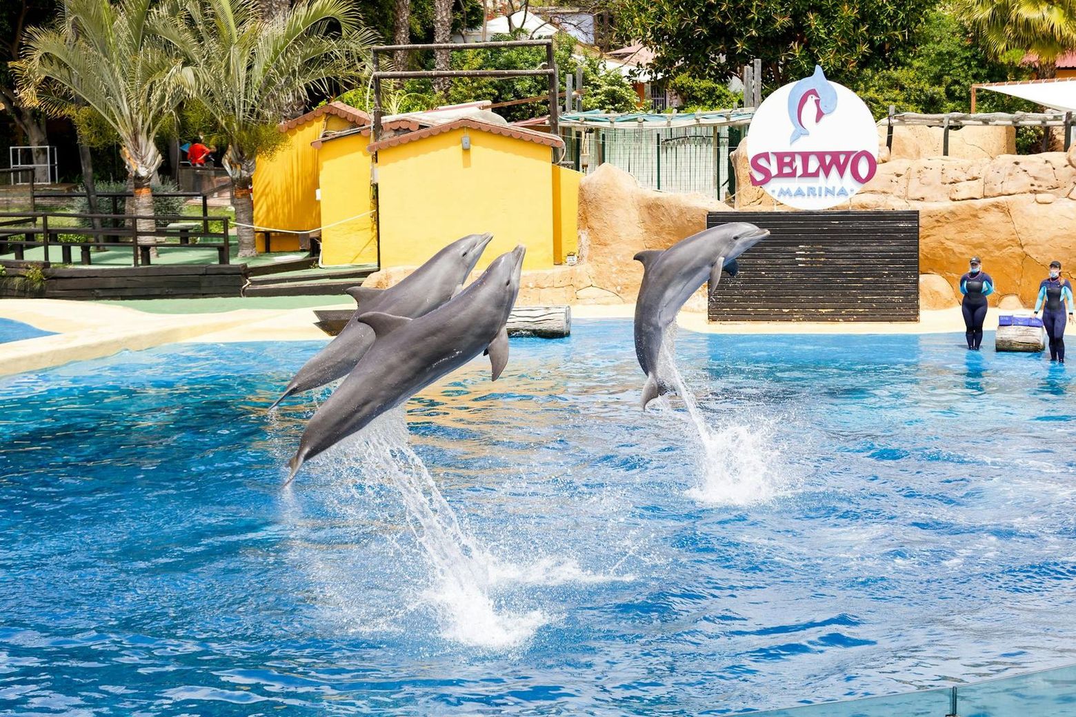 Selwo Marina: Entry Ticket - photo 2