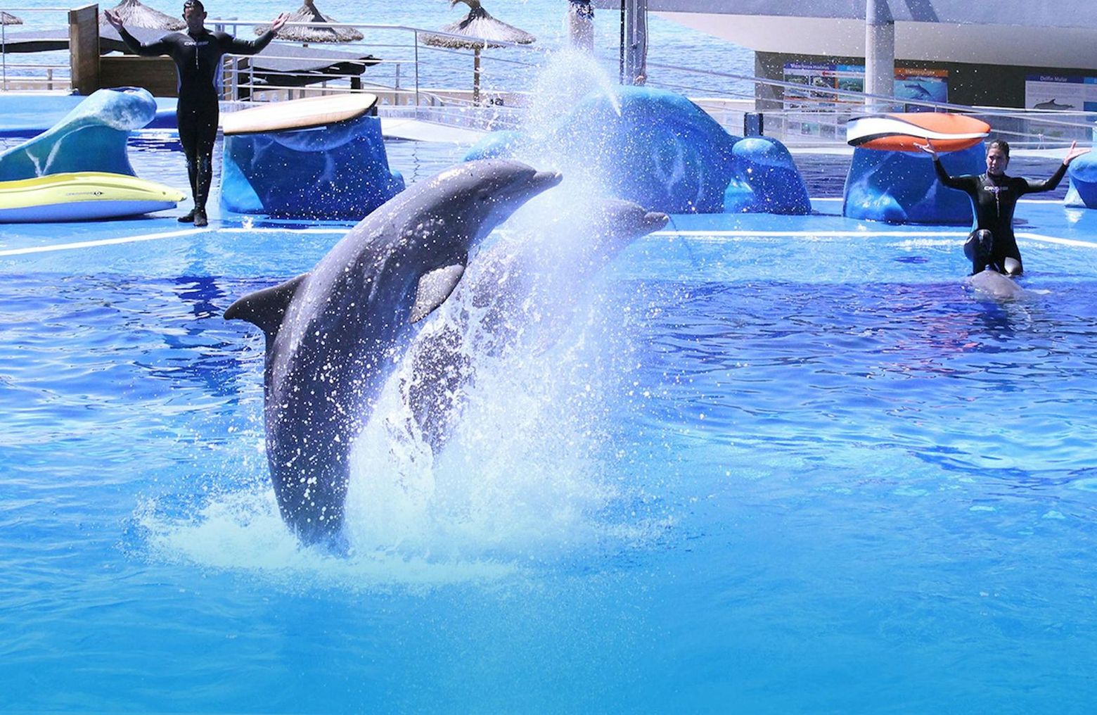 Marineland Mallorca: Skip The Line Ticket - photo 2
