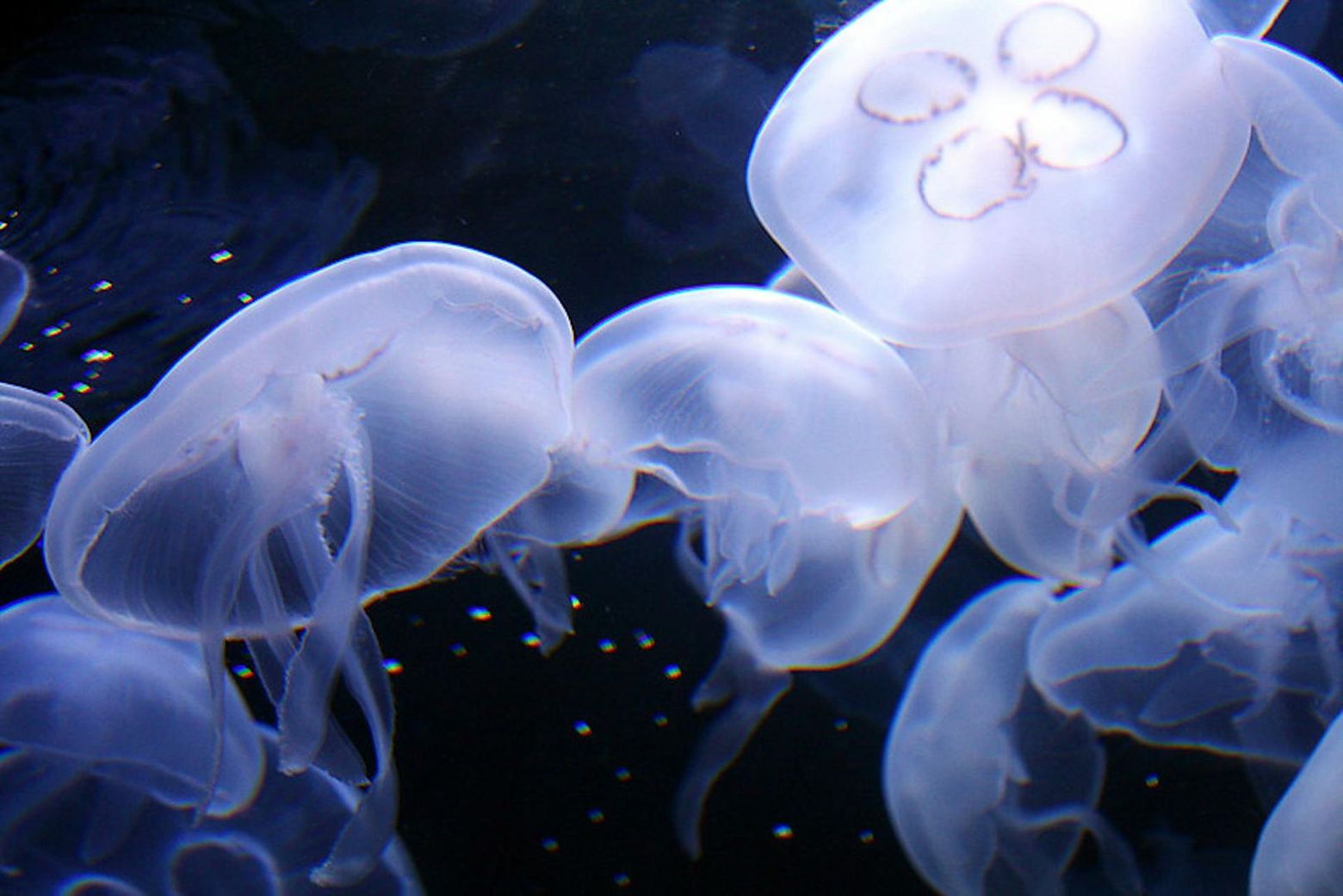 Aquarium of the Bay: Entry Ticket