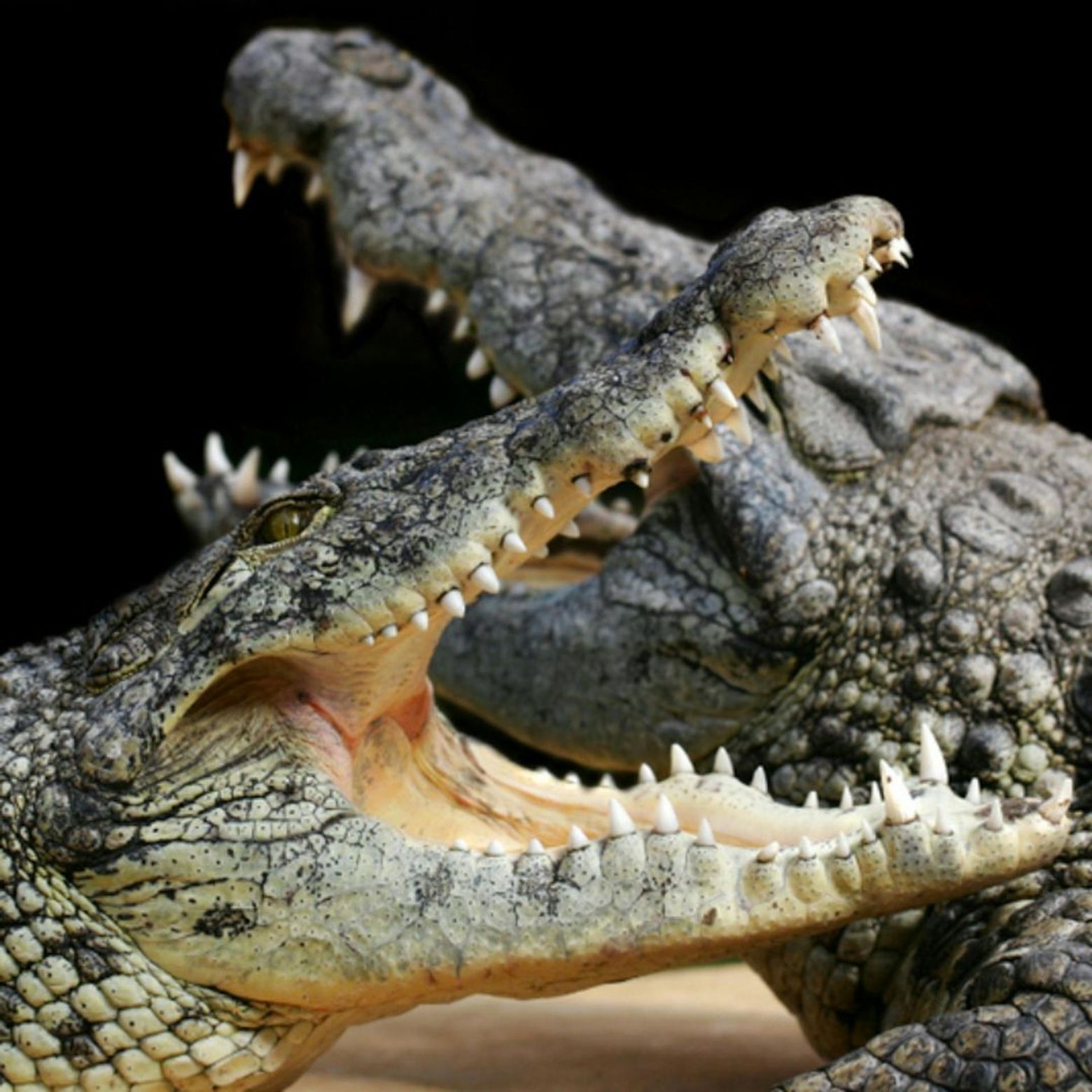 Alligator Bay: Entry Ticket