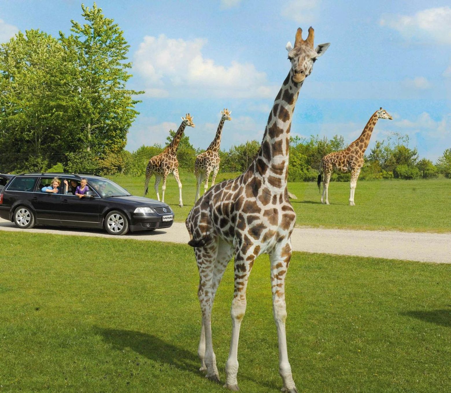 Givskud Zoo - Zootopia: Entry Ticket