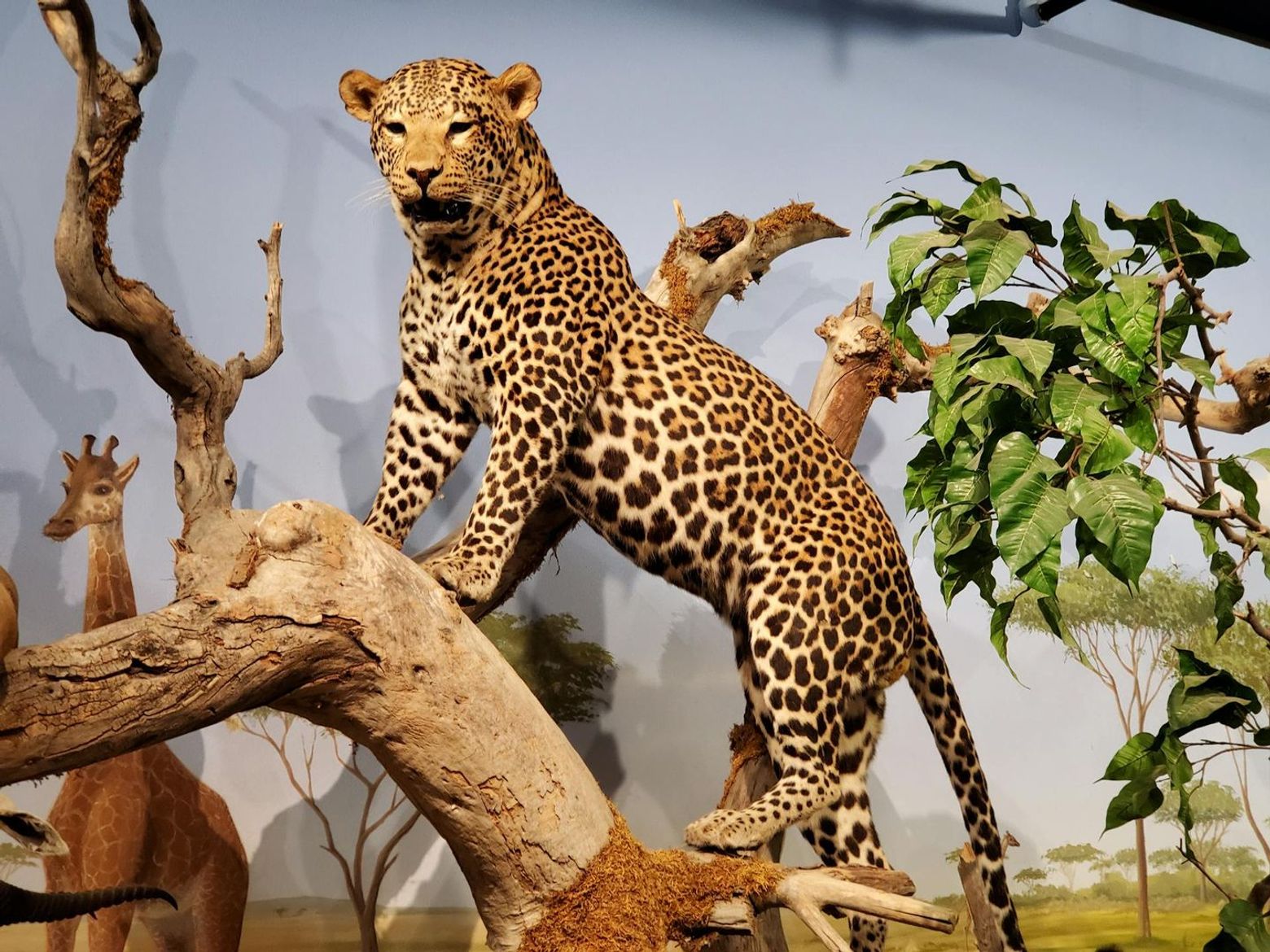 Las Vegas Natural History Museum: Entry Ticket - photo 2