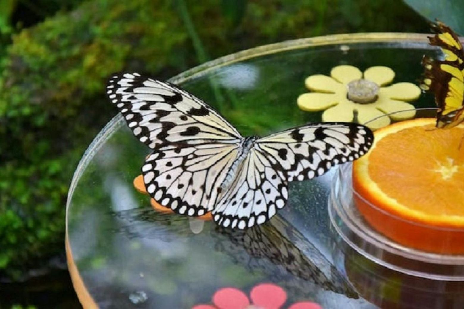 Dubai Butterfly Garden: Entry Ticket