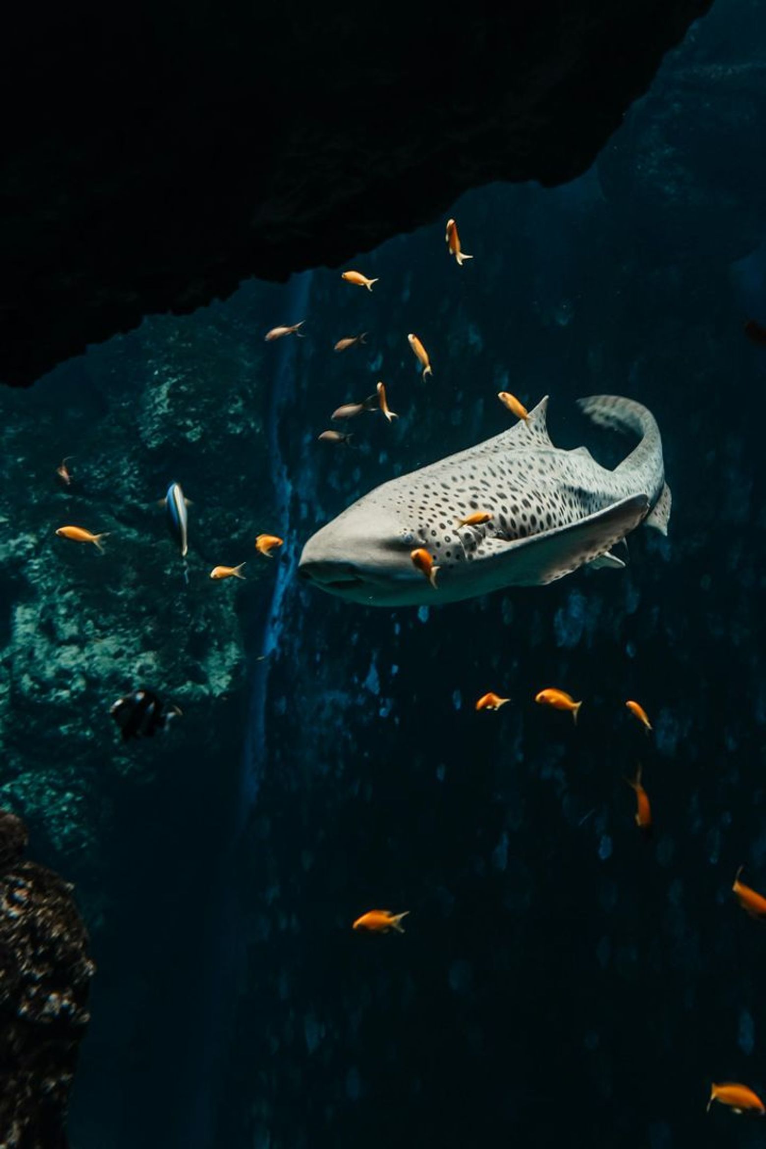 Aquarium du Grand Lyon: Entry Ticket - photo 2