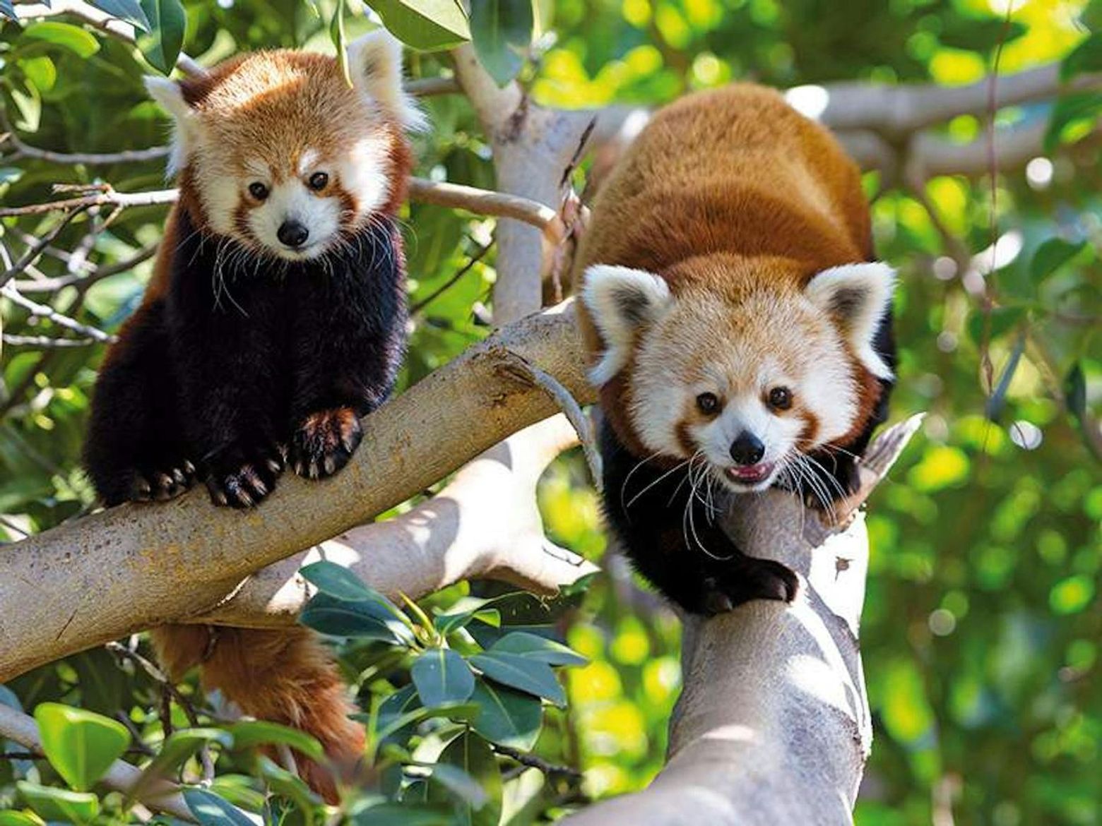 Loro Parque: Entry Ticket + Transport