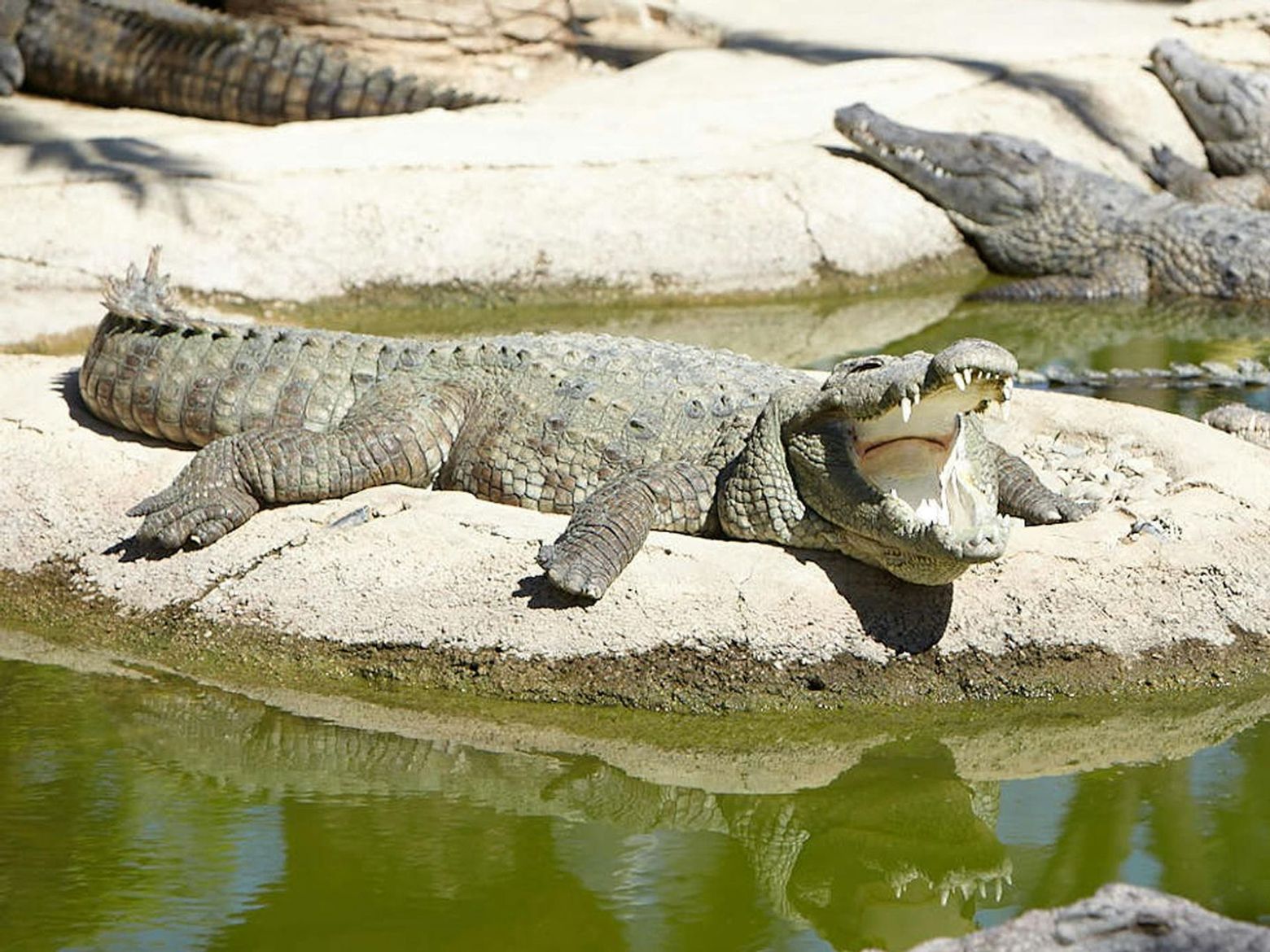 Crocodile Park Torremolinos: Entry Ticket