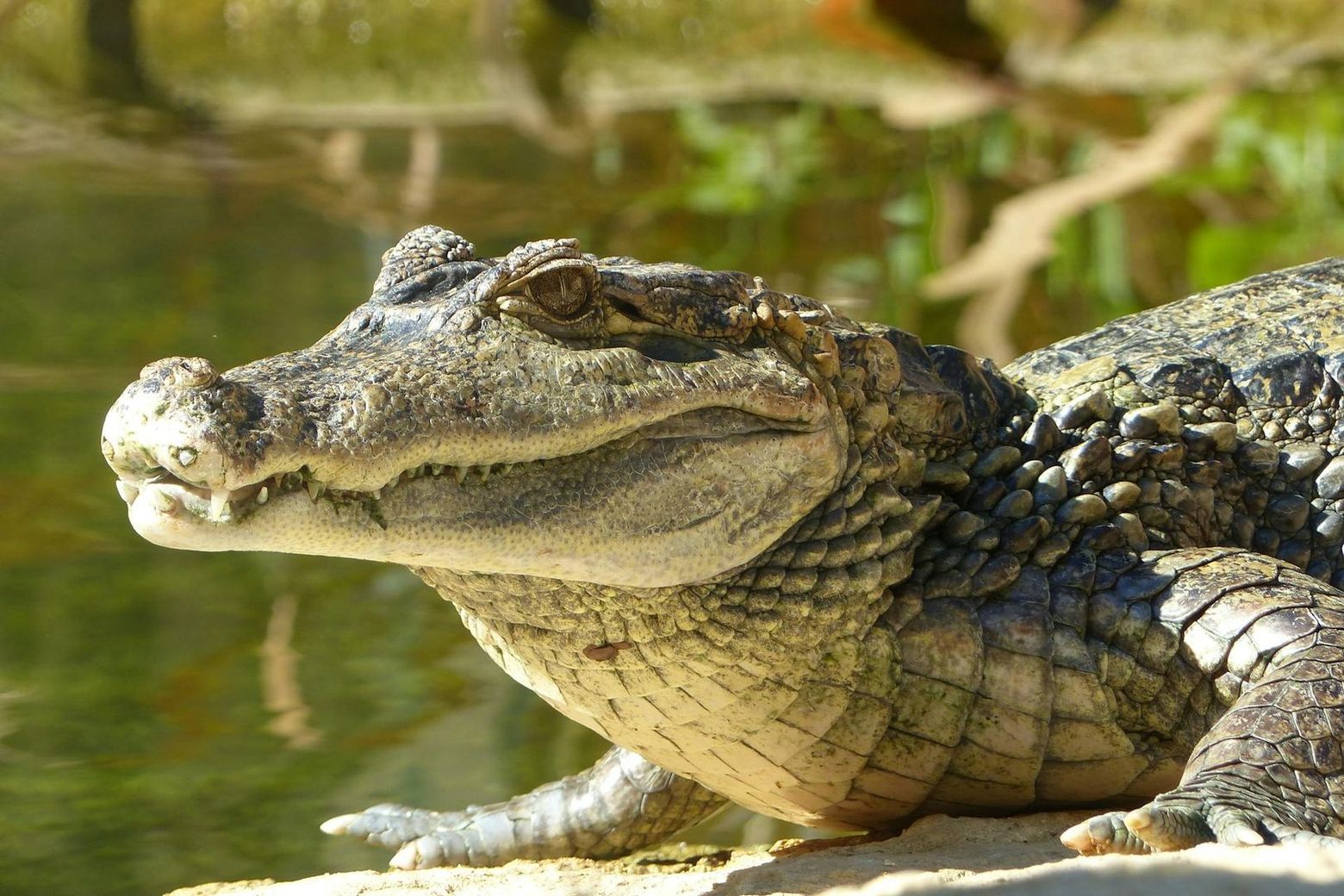 ZOA Parc: Entry Ticket