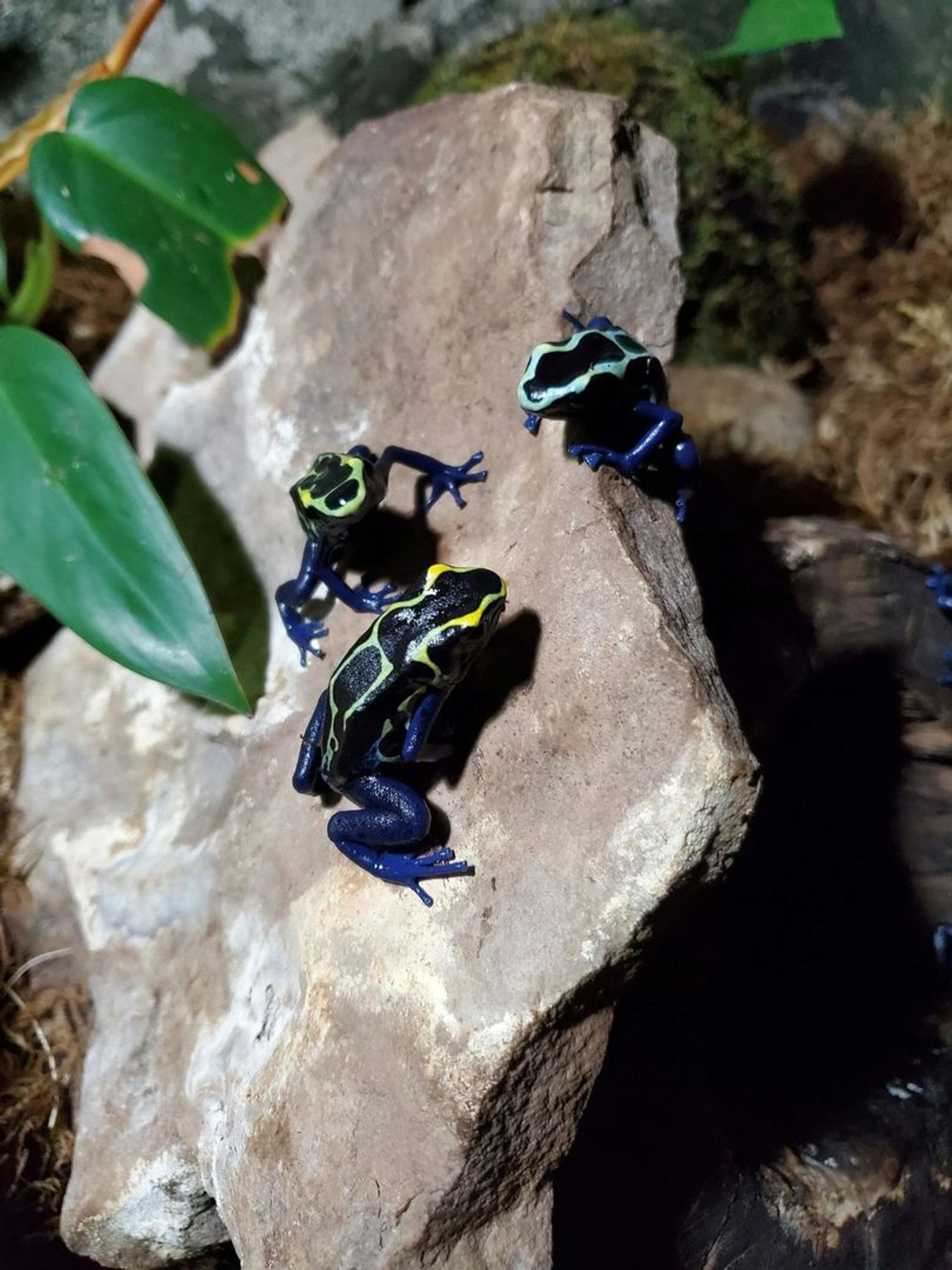 Bird Kingdom Niagara Falls: Entry Ticket - photo 2