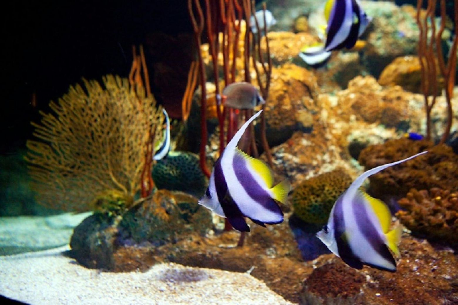 Underwater World Pattaya: Entry Ticket