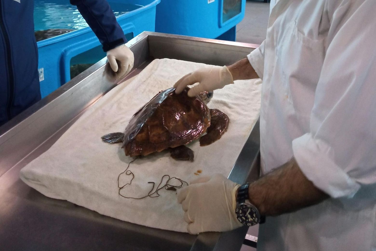 Turtle Point: Entry Ticket - photo 2