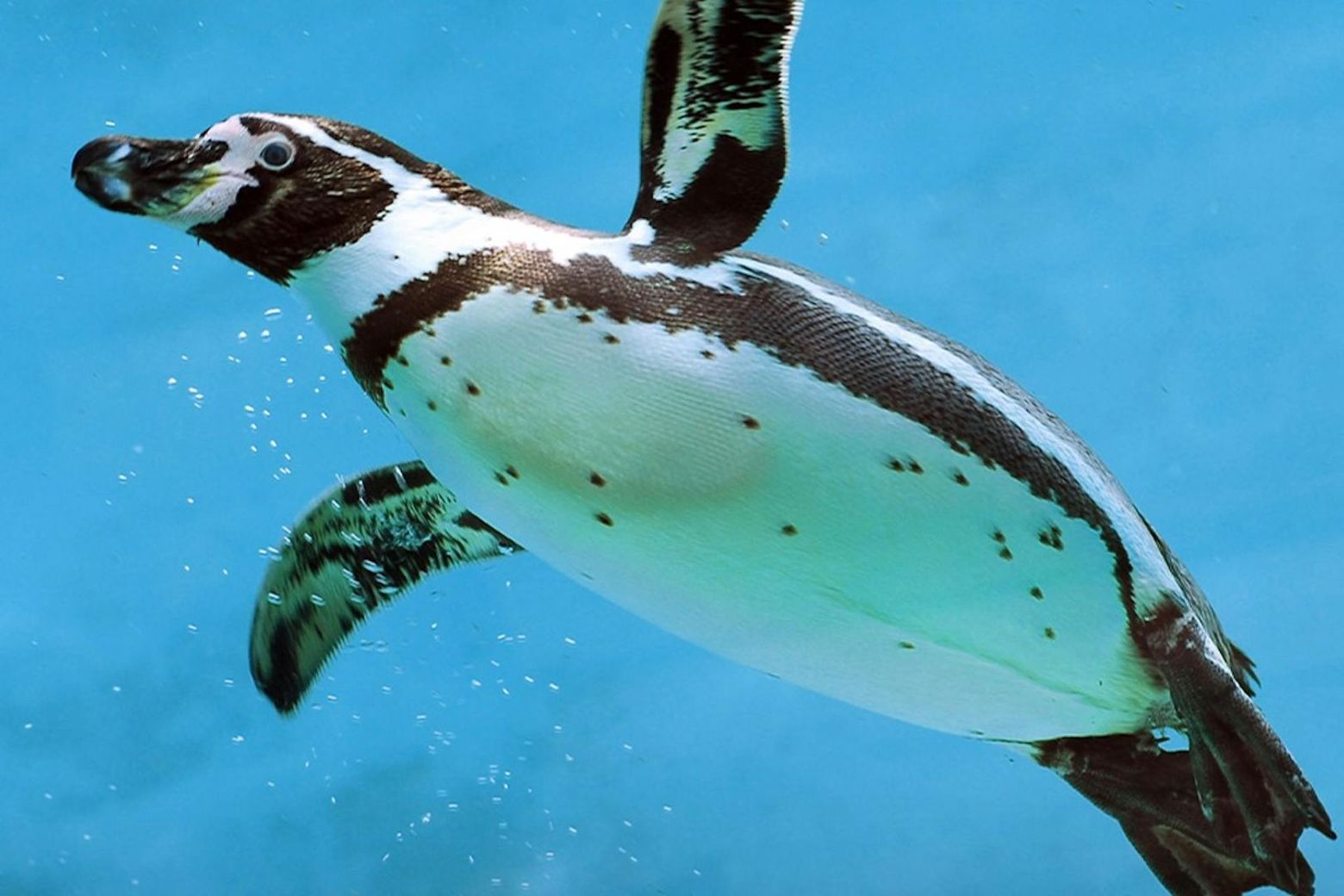 Istanbul: Emaar Aquarium & Underwater Zoo Entry Ticket - photo 2