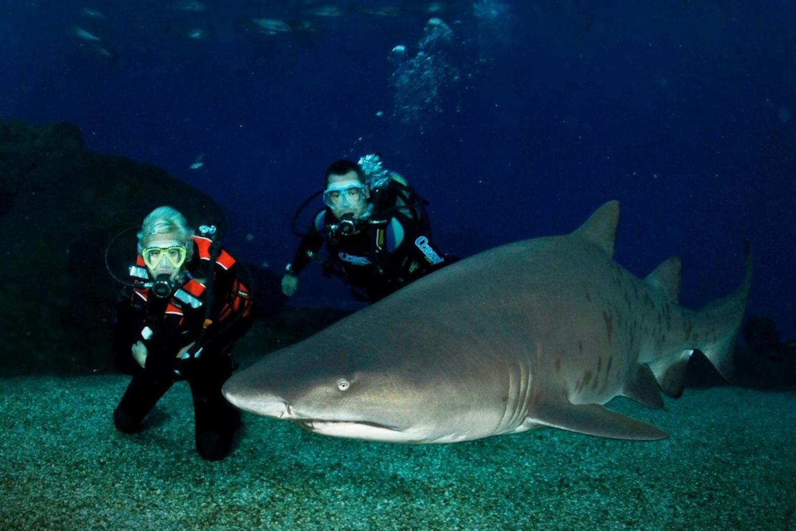 Palma Aquarium: Entrance + Diving with Sharks - photo 2
