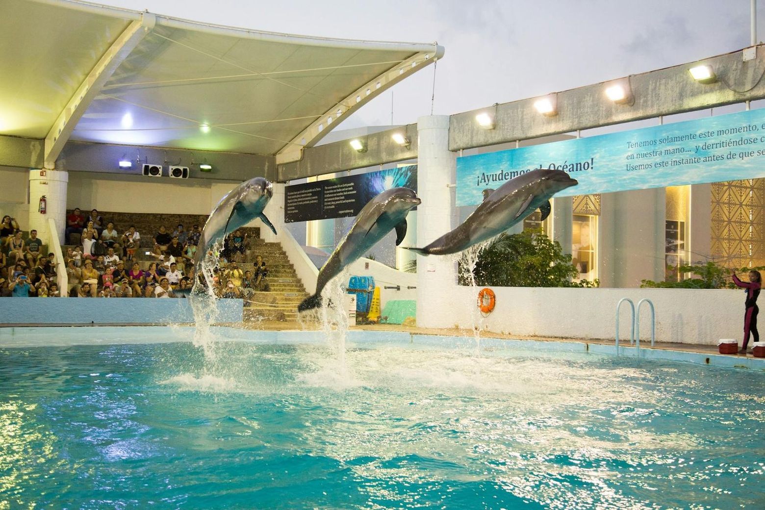 Interactive Aquarium Cancún: Entry Ticket + Dolphin Show