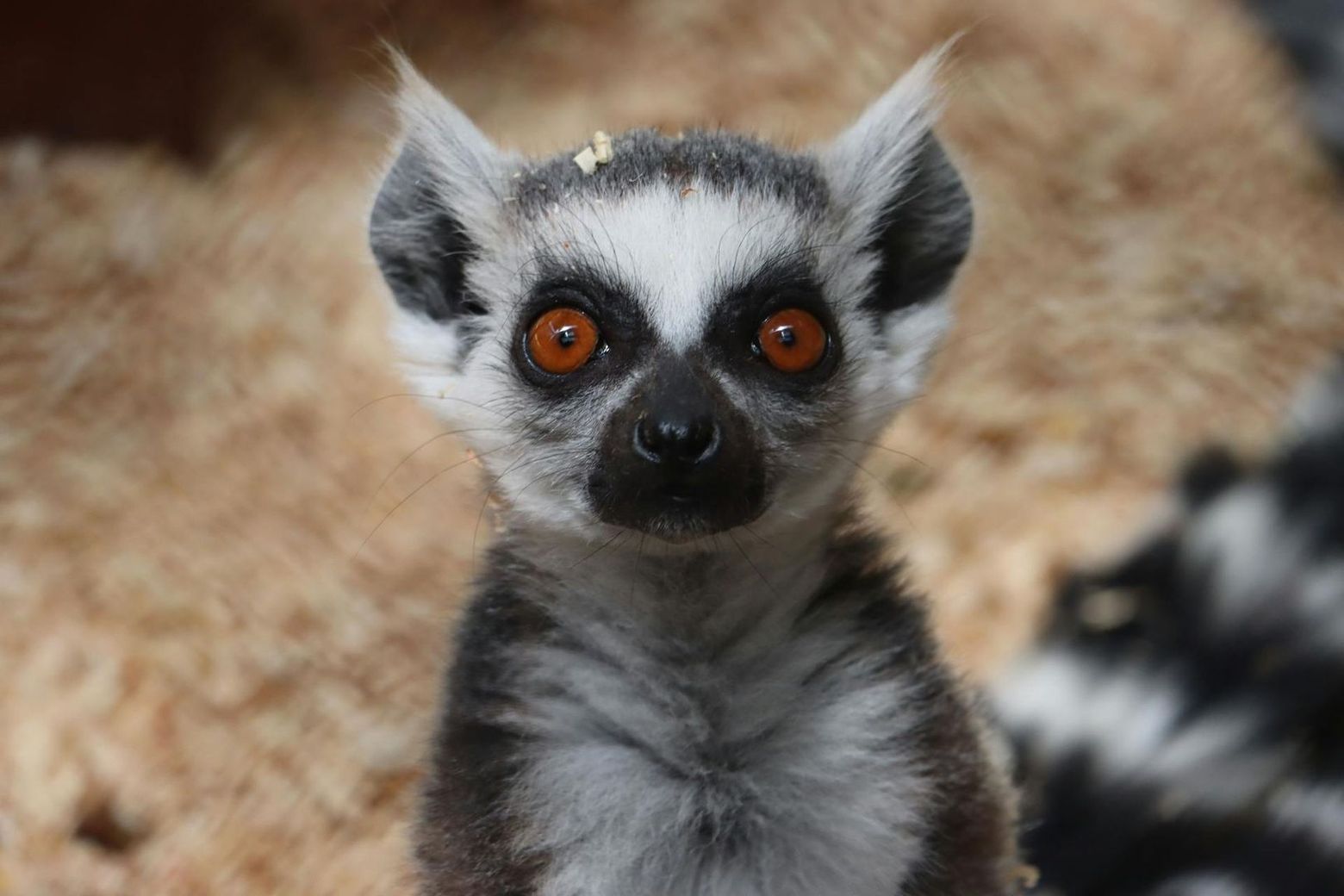 Michin Aquarium Guadalajara: Entry Ticket - photo 2