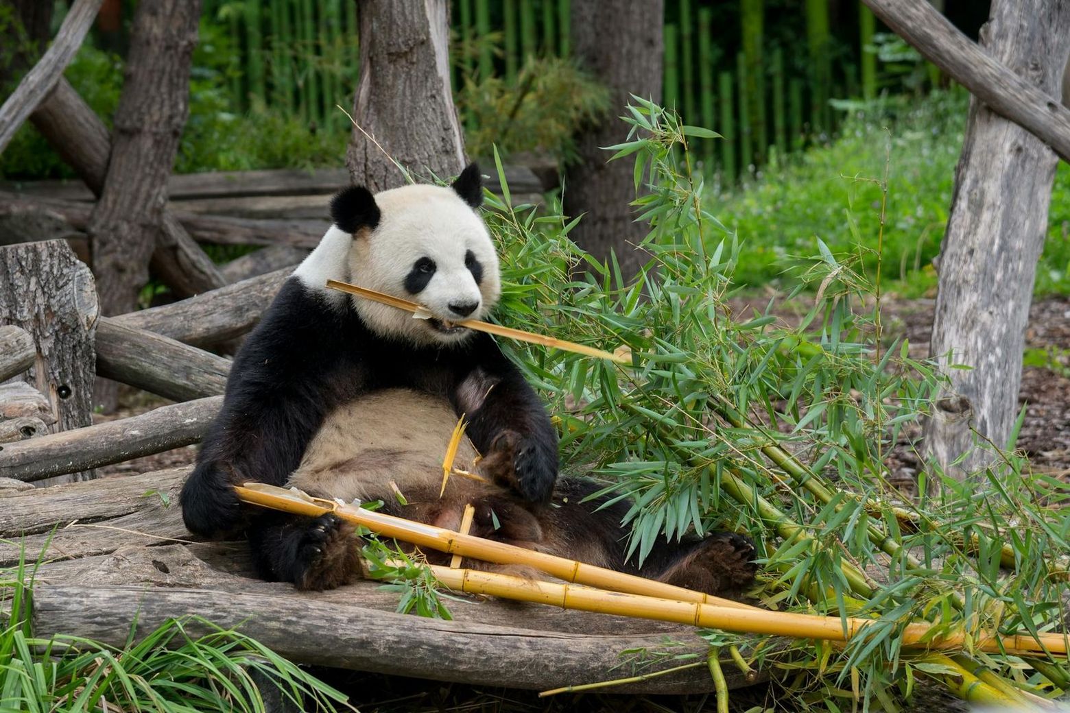 Hellabrunn Zoo: Fast Track Ticket + Roundtrip Transfer from Munich - photo 2