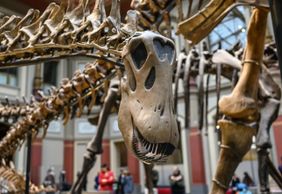 Berlin: Natural History Museum Audio Tour