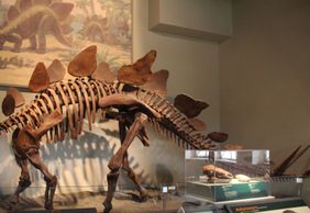 Chicago: Field Museum of Natural History Ticket