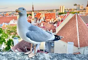 Tallinn: Enchanted Medieval Odyssey Audio Tour