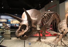 Chicago: Field Museum of Natural History Audio Tour