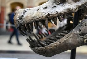 Berlin: Natural History Museum Ticket & Audio Tour of Dinos, Earth & Space