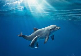 Aquarium of Genoa: Skip The Line Ticket