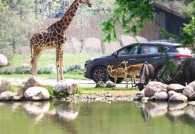 Parco Natura Viva: Open Date Ticket