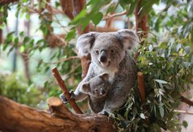 ZooParc de Beauval: Entry Ticket