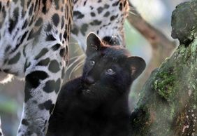 ARTIS Amsterdam Royal Zoo: Entry Ticket