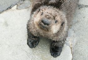 Vancouver Aquarium: Entry Ticket