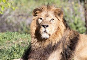 Zoo Aquarium Madrid: Entry Ticket