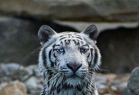 Barben Animal Park: Entry Ticket