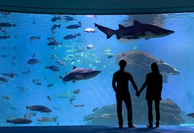 Palma Aquarium: Skip The Line Ticket