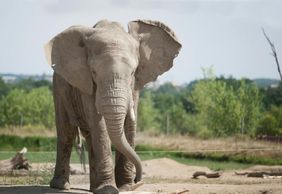 Safari de Peaugres: Entry Ticket