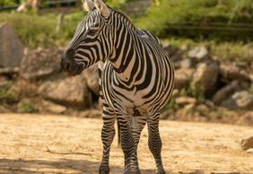 Colchester Zoo: Entry Ticket