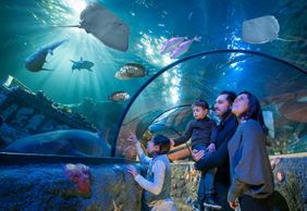 Gardaland SEA LIFE Aquarium: Entry Ticket