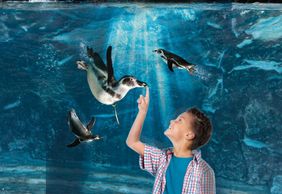 Aquarium of Cattolica: Fast Track Ticket