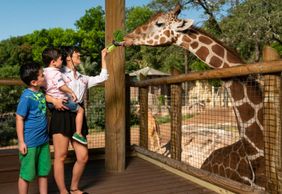 San Antonio Zoo Flexible Any-Day Entry Ticket
