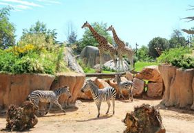 Zoom Torino: Entry Ticket