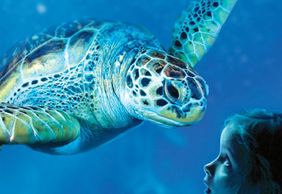 SEA LIFE Benalmádena: Entry Ticket