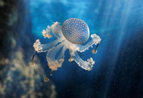 Océanopolis: Skip The Line Ticket