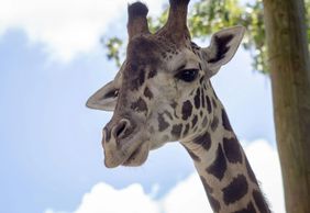 Central Florida Zoo & Botanical Gardens: Skip The Line Ticket